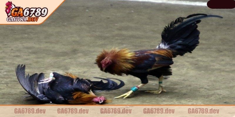 Đá Gà Thomo GA6789 – Kênh Cá Cược Cực Uy tín, Xem Chất Lượng Cao 3 Không có chuyện thiên vị, can thiệp vào diễn biến thực tế