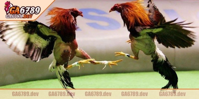 Đá Gà Thomo GA6789 – Kênh Cá Cược Cực Uy tín, Xem Chất Lượng Cao 2 Thời lượng mỗi cuộc đối đầu không cố định