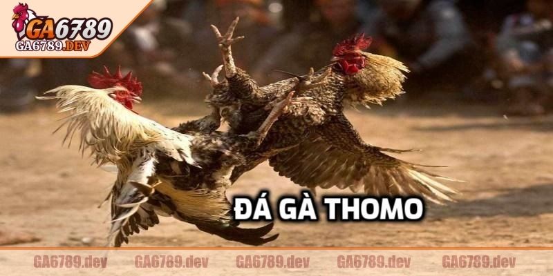 Đá Gà Thomo GA6789 – Kênh Cá Cược Cực Uy tín, Xem Chất Lượng Cao 1 Thông tin cơ bản về đá gà thomo GA6789