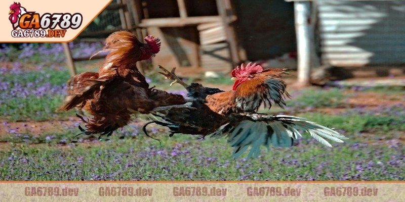 Đá Gà Tre GA6789 – Điểm Dừng Chân Lý Tưởng Cho Các Kê Thủ 2 Các cá thể quá hung hăng, chậm nhịp sẽ bị loại